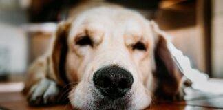 Why Does My Dog Lay On My Clothes? Why Does My Dog Lay On My Clothes?