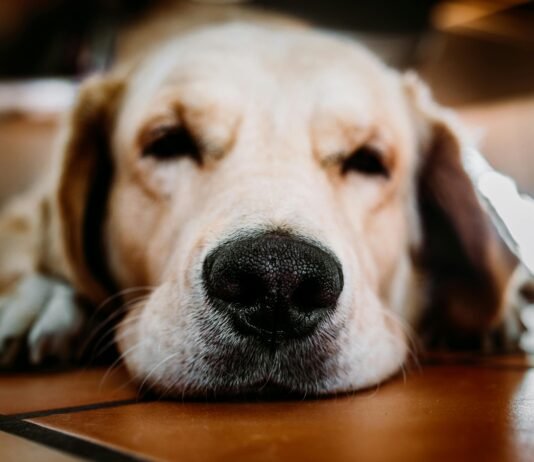 Why Does My Dog Lay On My Clothes? Why Does My Dog Lay On My Clothes?
