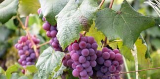 How To Get Grape Juice Out Of Clothes? How To Get Grape Juice Out Of Clothes?