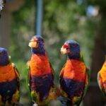 What Is The Difference Between A Food Chain And A Food Web? What Is The Difference Between A Food Chain And A Food Web?