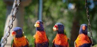 What Is The Difference Between A Food Chain And A Food Web? What Is The Difference Between A Food Chain And A Food Web?