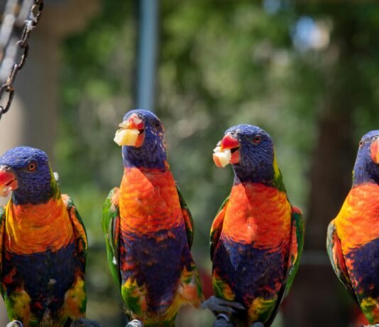 What Is The Difference Between A Food Chain And A Food Web? What Is The Difference Between A Food Chain And A Food Web?