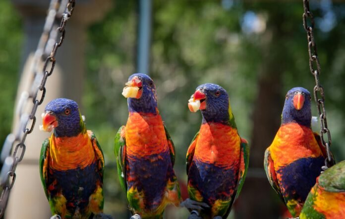 What Is The Difference Between A Food Chain And A Food Web?