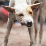 What Is Chicken Meal In Dog Food? What Is Chicken Meal In Dog Food?