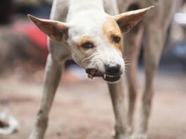 What Is Chicken Meal In Dog Food? What Is Chicken Meal In Dog Food?