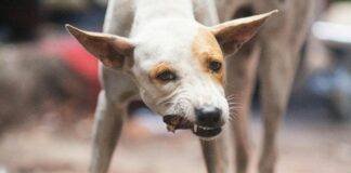 What Is Chicken Meal In Dog Food? What Is Chicken Meal In Dog Food?