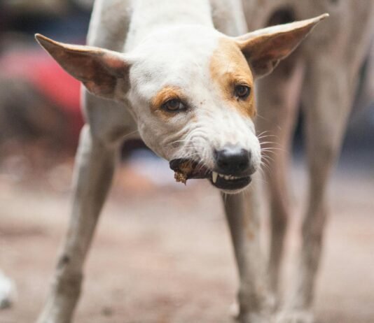 What Is Chicken Meal In Dog Food? What Is Chicken Meal In Dog Food?