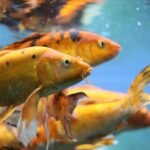 How Long Can Goldfish Go Without Food? How Long Can Goldfish Go Without Food?