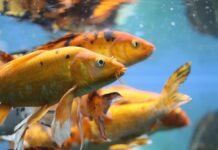 How Long Can Goldfish Go Without Food? How Long Can Goldfish Go Without Food?