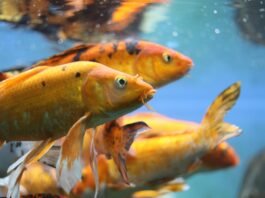 How Long Can Goldfish Go Without Food?