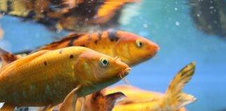 How Long Can Goldfish Go Without Food? How Long Can Goldfish Go Without Food?