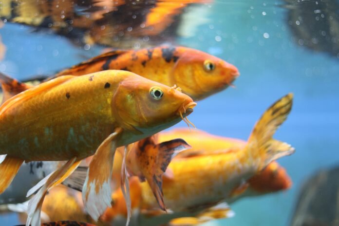How Long Can Goldfish Go Without Food?
