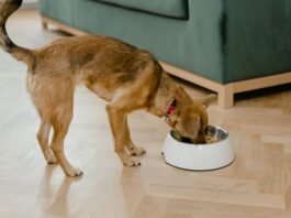 How Many Cups In A Pound Of Dog Food? How Many Cups In A Pound Of Dog Food?