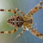 How Long Can Spiders Live Without Food? How Long Can Spiders Live Without Food?