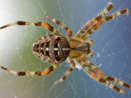 How Long Can Spiders Live Without Food?