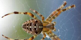 How Long Can Spiders Live Without Food? How Long Can Spiders Live Without Food?