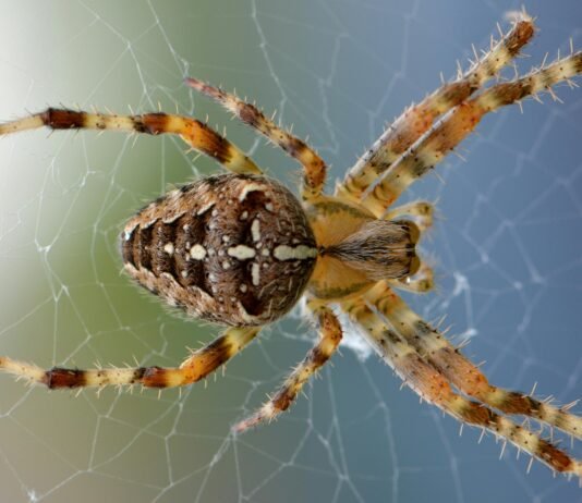 How Long Can Spiders Live Without Food? How Long Can Spiders Live Without Food?