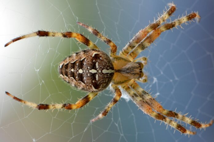 How Long Can Spiders Live Without Food?
