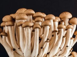Why Are Mushrooms Important To The Food Chain?