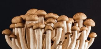 Why Are Mushrooms Important To The Food Chain? Why Are Mushrooms Important To The Food Chain?