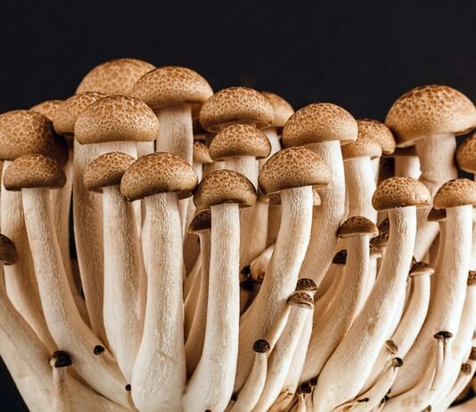 Why Are Mushrooms Important To The Food Chain? Why Are Mushrooms Important To The Food Chain?