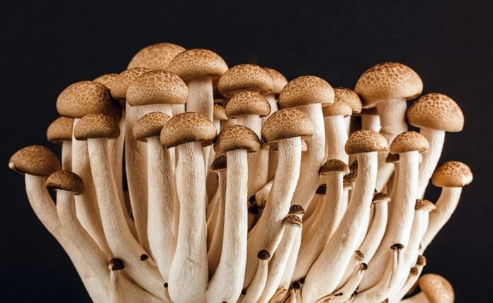 Why Are Mushrooms Important To The Food Chain?