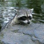 Why Do Raccoons Wash Their Food? Why Do Raccoons Wash Their Food?