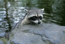 Why Do Raccoons Wash Their Food? Why Do Raccoons Wash Their Food?