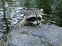 Why Do Raccoons Wash Their Food?