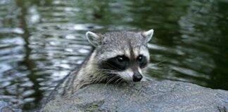 Why Do Raccoons Wash Their Food? Why Do Raccoons Wash Their Food?