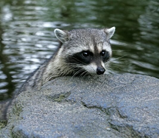 Why Do Raccoons Wash Their Food? Why Do Raccoons Wash Their Food?
