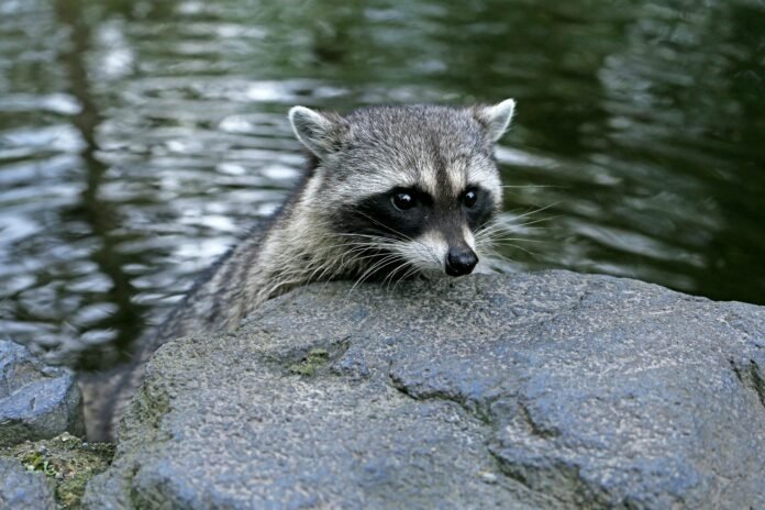 Why Do Raccoons Wash Their Food?