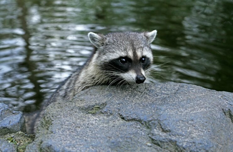 Why Do Raccoons Wash Their Food?